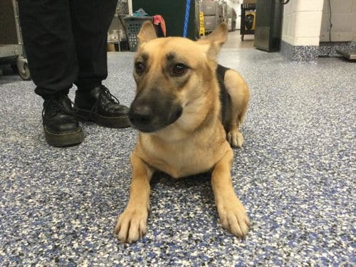 Photo of Lou Anne, adoptable German Shepherd Dog in Thousand Palms, California