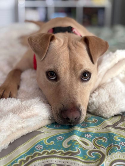Photo of Ghost, adoptable dog in Atlanta, Georgia