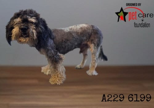 Photo of A2296199, adoptable Poodle (Miniature) in Los Angeles, California