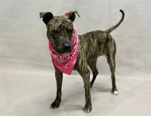 Photo of Brooke, adoptable Terrier in Sanford, Florida