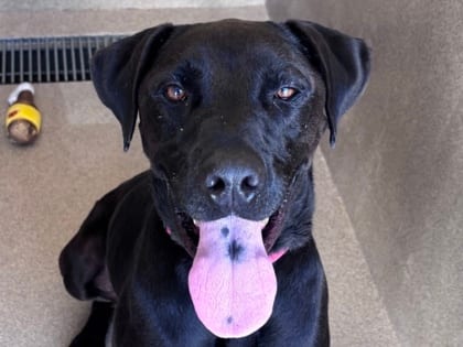 Photo of Zeus, adoptable dog in Georgetown, Texas