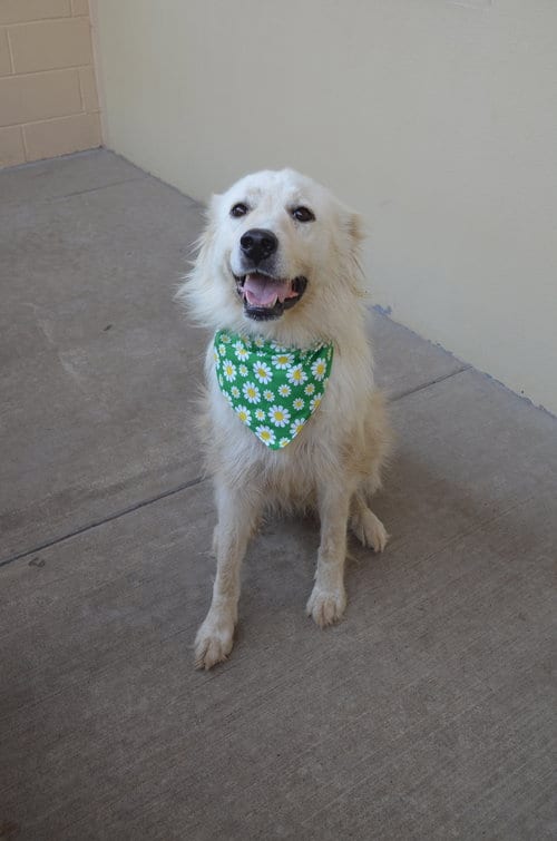 Photo of Jumper Cable, adoptable Great Pyrenees in McKinney, Texas