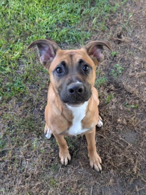 Photo of A524388, adoptable Black Mouth Cur in Wilmington, North Carolina