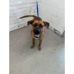 Photo of Peanut, adoptable American Pit Bull Terrier in San Bernardino, California