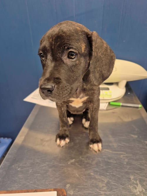 Photo of Sally, adoptable Labrador Retriever in Herndon, Virginia