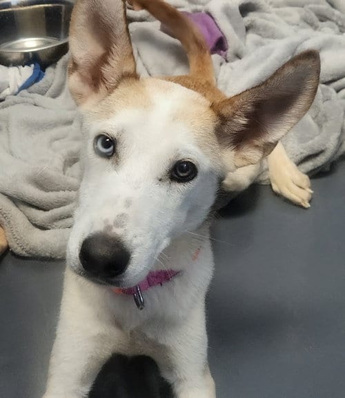 Photo of Jubilee, adoptable Husky in Oakland Park, Florida