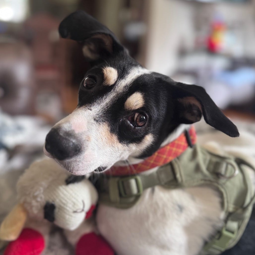 Photo of Gryffin, adoptable Hound / Terrier in Fairfax Station, Virginia