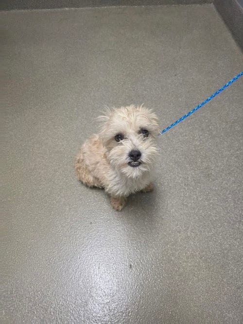Photo of Janet, adoptable Terrier in Las Vegas, Nevada
