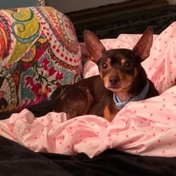 Photo of CoCo, adoptable Chihuahua Mixed Breed (Small) in Overland Park, Kansas