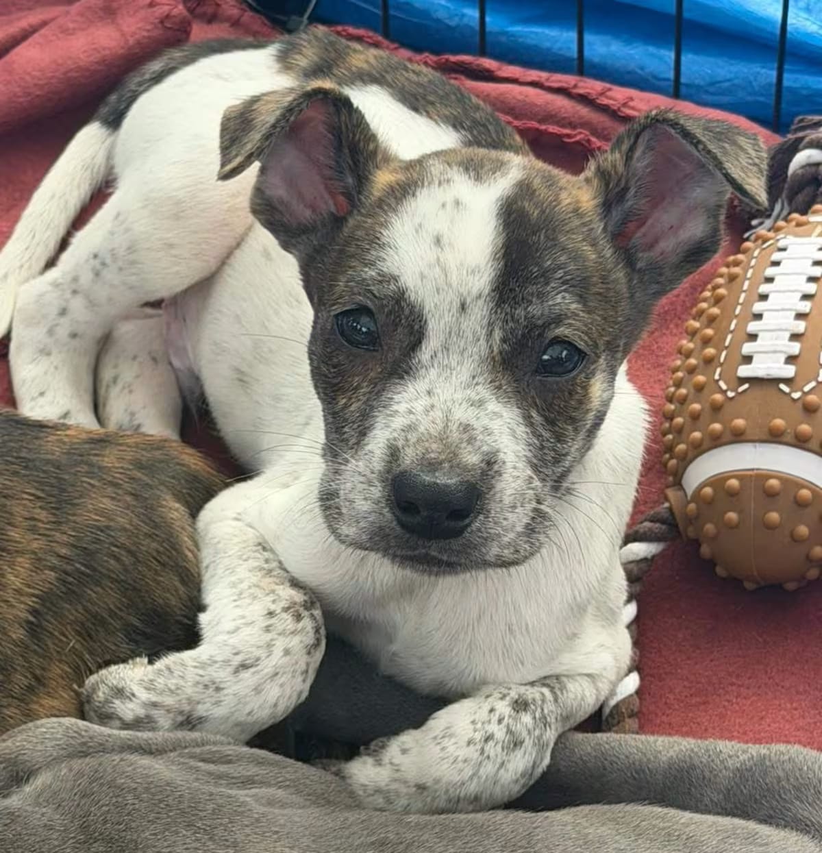 Photo of Little Doc, adoptable Australian Cattle Dog/American Pit Bull Terrier in Egg Harbor City, New Jersey