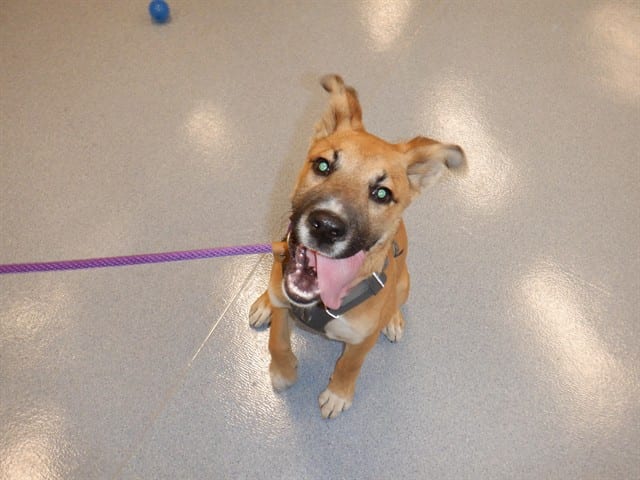 Photo of Corky, adoptable German Shepherd Dog in San José, California
