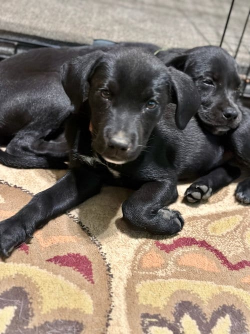 Photo of BP Cloud, adoptable Labrador Retriever in San Diego, California