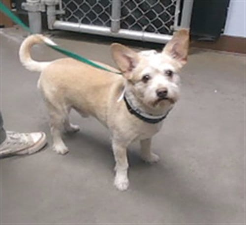 Photo of Hans, adoptable Miniature Schnauzer in Phoenix, Arizona