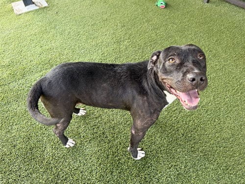 Photo of Missnogo, adoptable Pit Bull Terrier in Garland, Texas