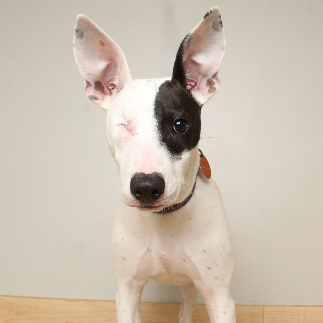 Photo of Peek D68952, adoptable Terrier, Rat / Mix in Minnesota, Minnesota