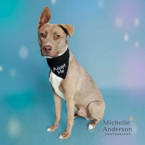 Photo of Kodiak, adoptable Siberian Husky in Corona, California