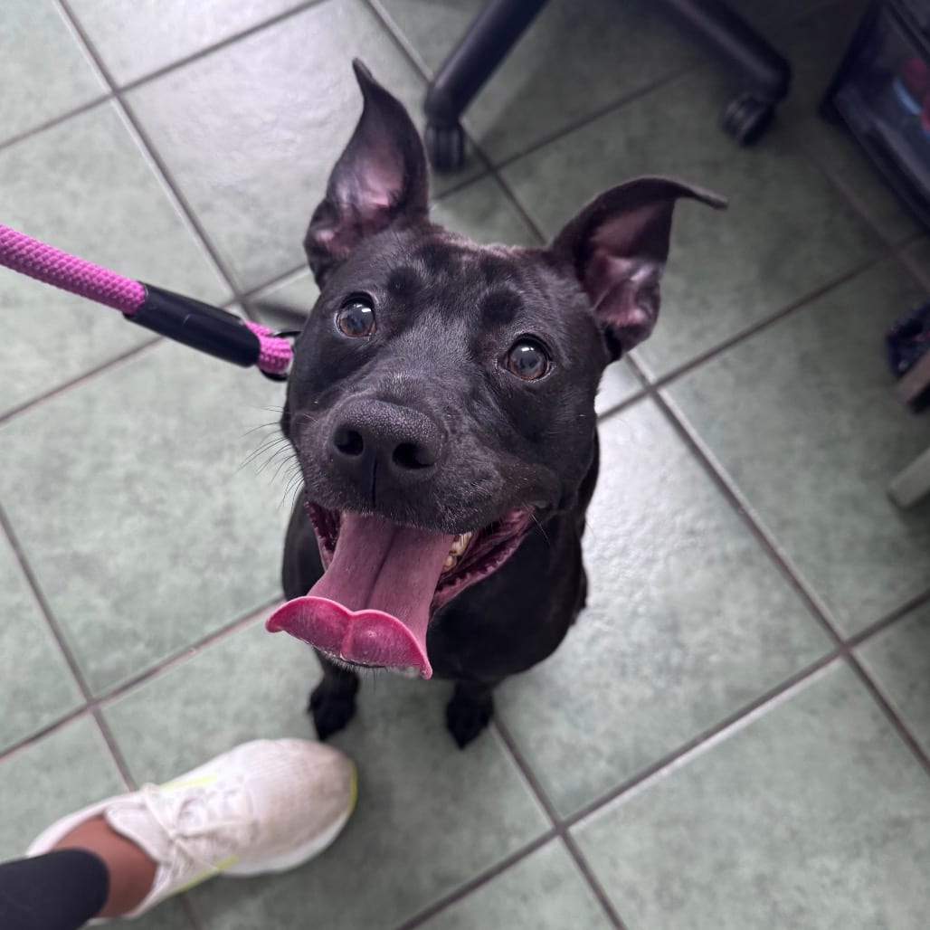 Photo of Coco, adoptable Retriever, Labrador / Mixed Breed (Medium) in Staunton, Virginia