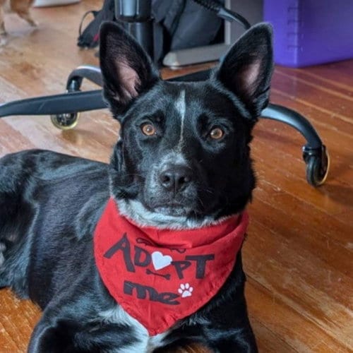 Photo of Lucky Day, adoptable Red Heeler in Laramie, Wyoming