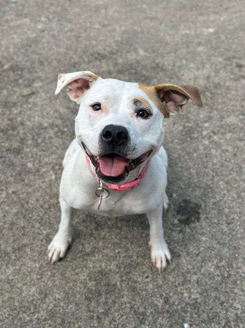 Photo of Olive Mini Pittie, adoptable Pit Bull Terrier in Rockaway, New Jersey