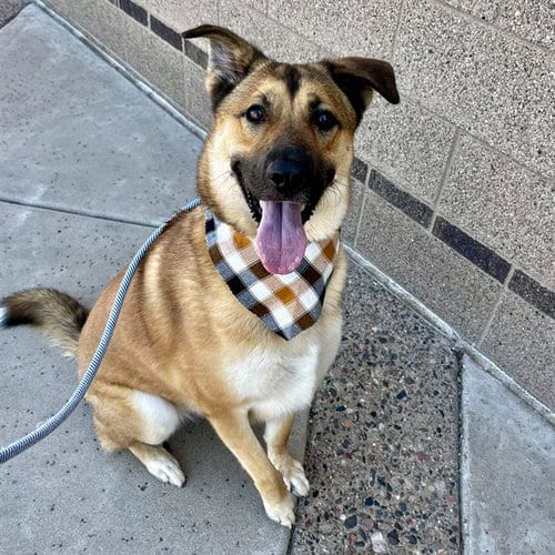 Photo of Donnie, adoptable German Shepherd Dog in Phoenix, Arizona