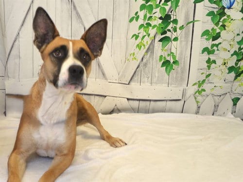 Photo of Sissy, adoptable Pit Bull Terrier in Oroville, California