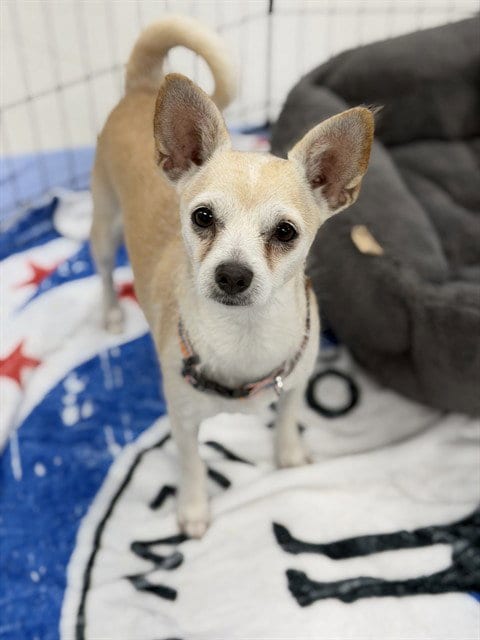 Photo of Coco, adoptable Chihuahua in Naples, Florida