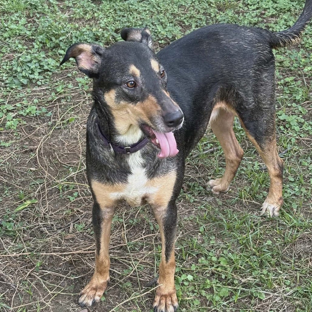 Photo of Milo, adoptable Terrier / Mix in Weatherford, Texas