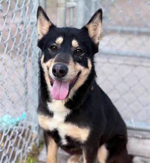 Photo of Moose, adoptable Labrador Retriever in Conroe, Texas