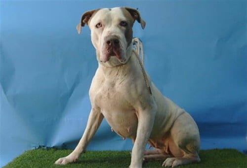 Photo of Darla, adoptable Mastiff in Gardena, California
