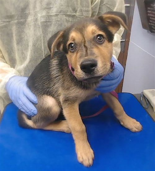 Photo of Doc, adoptable German Shepherd Dog in Phoenix, Arizona