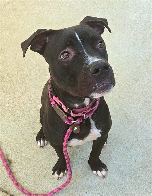 Photo of Valentino Tino, adoptable Pit Bull Terrier in Sacramento, California