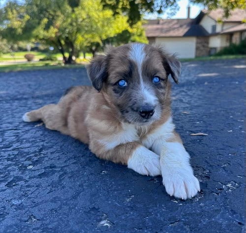 Photo of Marty, adoptable Australian Shepherd in Hillside, Illinois