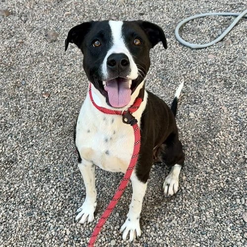 Photo of Blaze, adoptable American Pit Bull Terrier in Mesa, Arizona