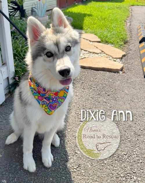 Photo of Dixie Ann, adoptable Husky in Benton, Louisiana