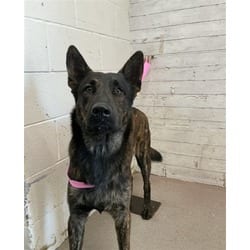 Photo of Choco, adoptable Dutch Shepherd in San Bernardino, California