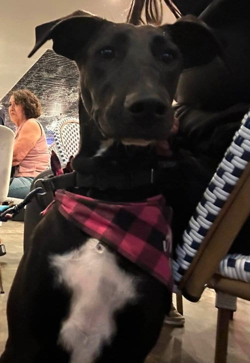 Photo of Everest (female) aka Jackie, adoptable Labrador Retriever in San Diego, California