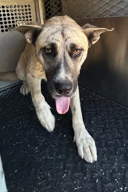 Photo of Zephyr, adoptable Siberian Husky in HESPERIA, California