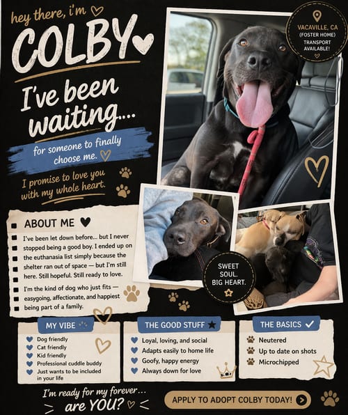 Photo of Colby, adoptable Labrador Retriever in Sparks, Nevada