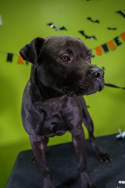 Photo of Sagittarius, adoptable Retriever in New Orleans, Louisiana
