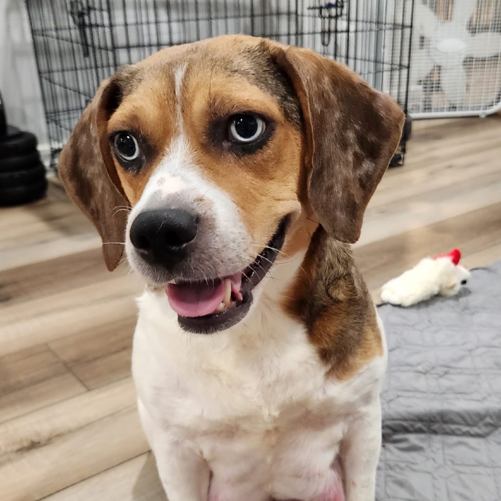 Photo of Cricket, adoptable Mixed Breed (Medium) in Maryland, Maryland