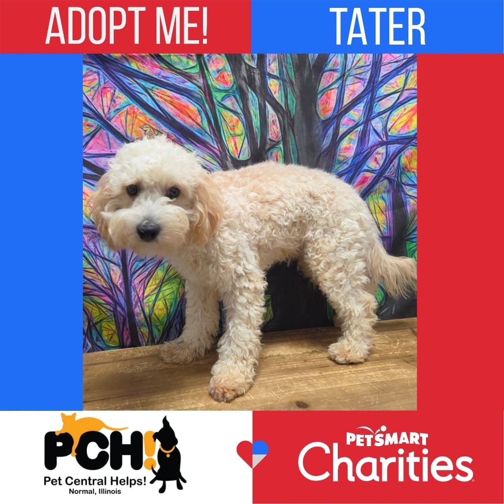 Photo of Tater, adoptable Spaniel, Cavalier King Charles / Poodle in Normal, Illinois