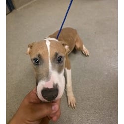 Photo of Dawn, adoptable Terrier (Unknown Type, Medium) in Doral, Florida