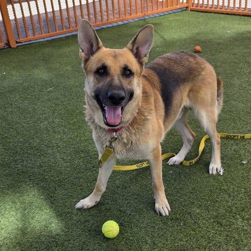 Photo of Rayne, adoptable German Shepherd Dog in Las Vegas, Nevada