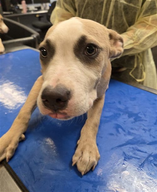 Photo of Crunch, adoptable American Pit Bull Terrier in Phoenix, Arizona