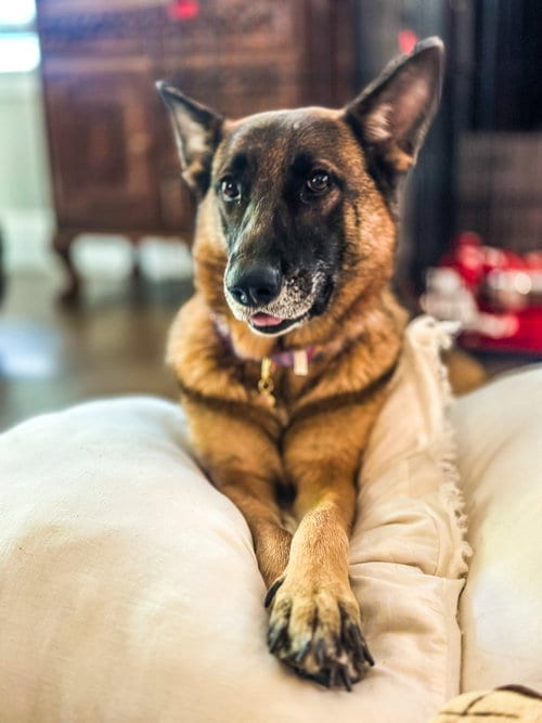 Photo of Petunia, adoptable German Shepherd Dog in The Woodlands, Texas