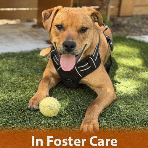 Photo of Luigi, adoptable Shepherd in Burlingame, California