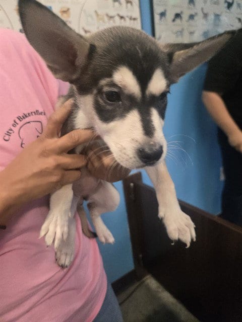 Photo of A171700, adoptable Husky in Bakersfield, California