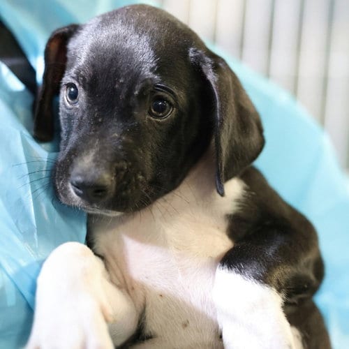 Photo of Ranger, adoptable American Staffordshire Terrier in San Antonio, Texas