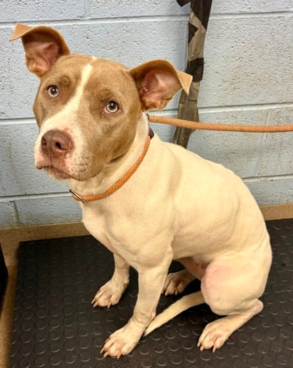 Photo of Tatiana, adoptable dog in Chamblee, Georgia
