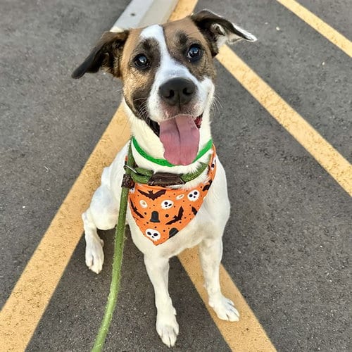 Photo of Duke, adoptable American Pit Bull Terrier in Mesa, Arizona